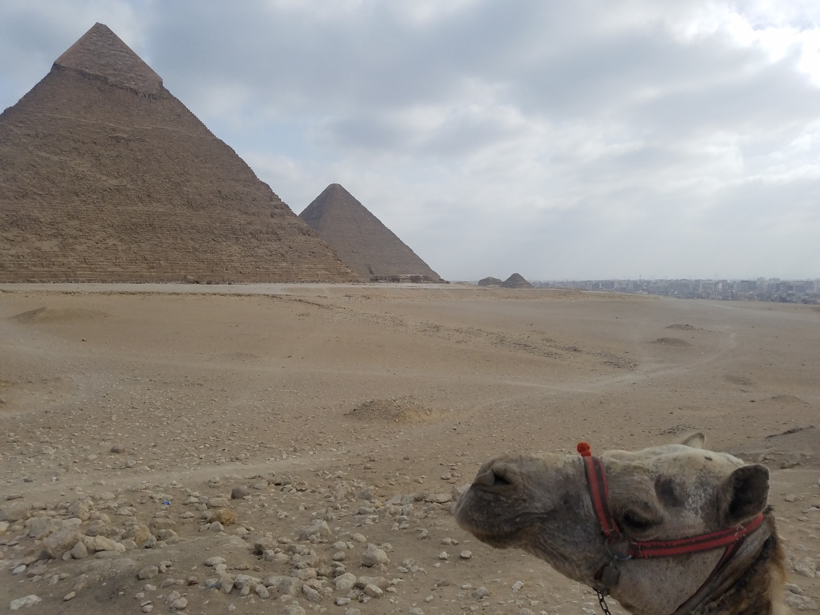 Camel near the Pyramids of Giza in Egypt
