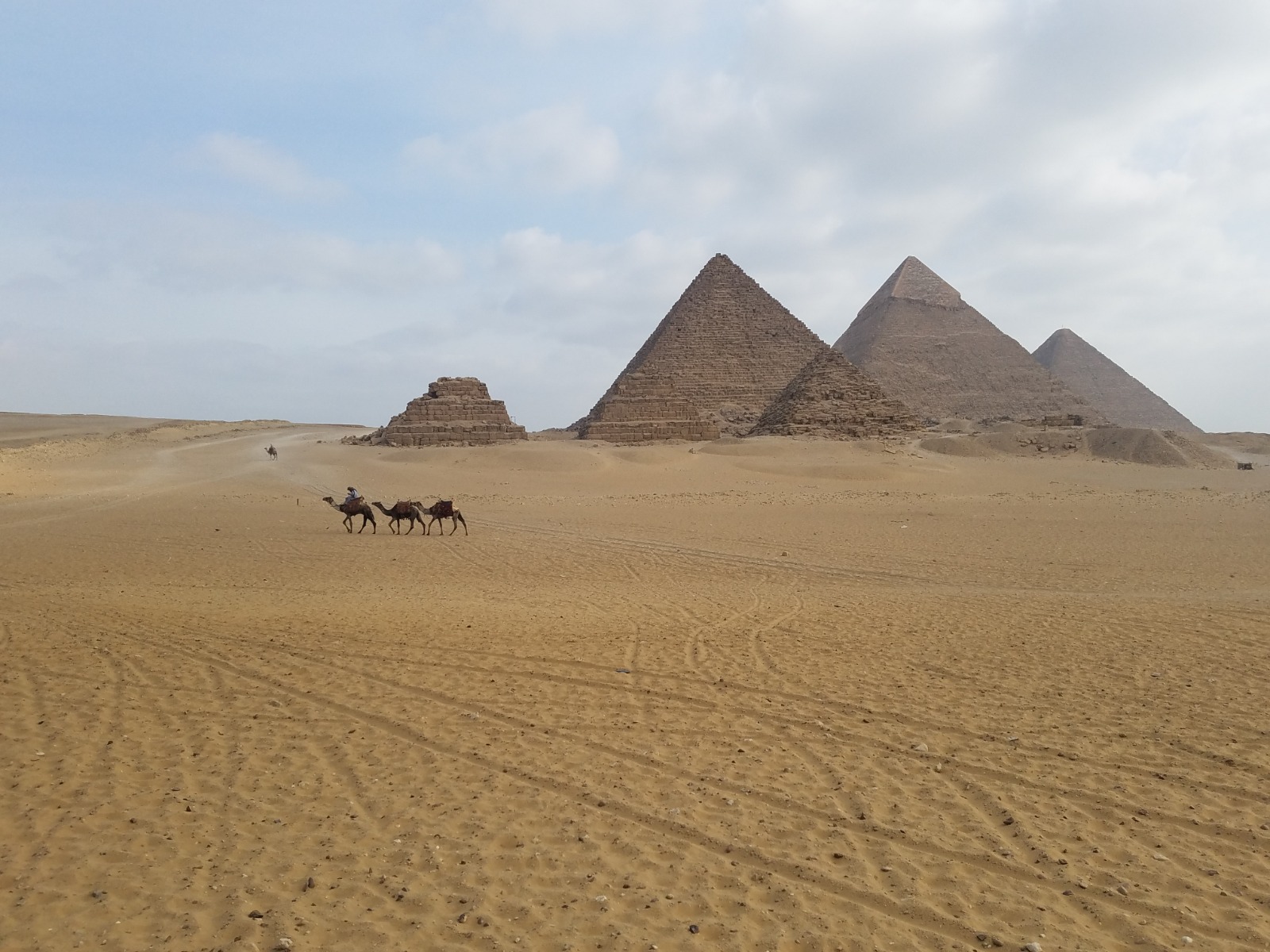 Camels crossing the desert near the Pyramids of Giza in Egypt
